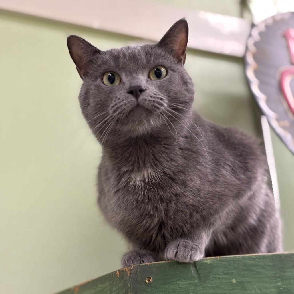 Emory, an adoptable Domestic Short Hair, Russian Blue in Mount Juliet, TN, 37122 | Photo Image 2