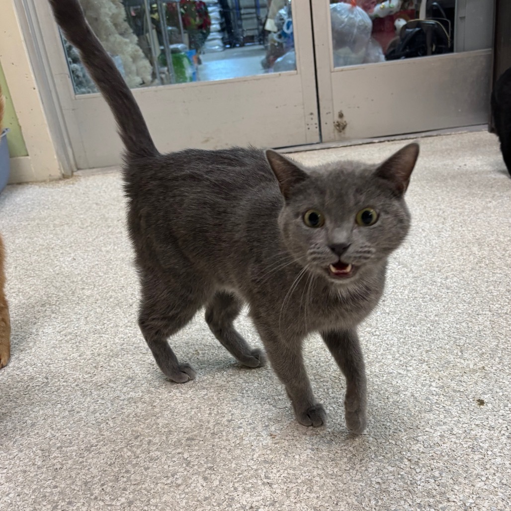 Emory, an adoptable Domestic Short Hair, Russian Blue in Mount Juliet, TN, 37122 | Photo Image 3