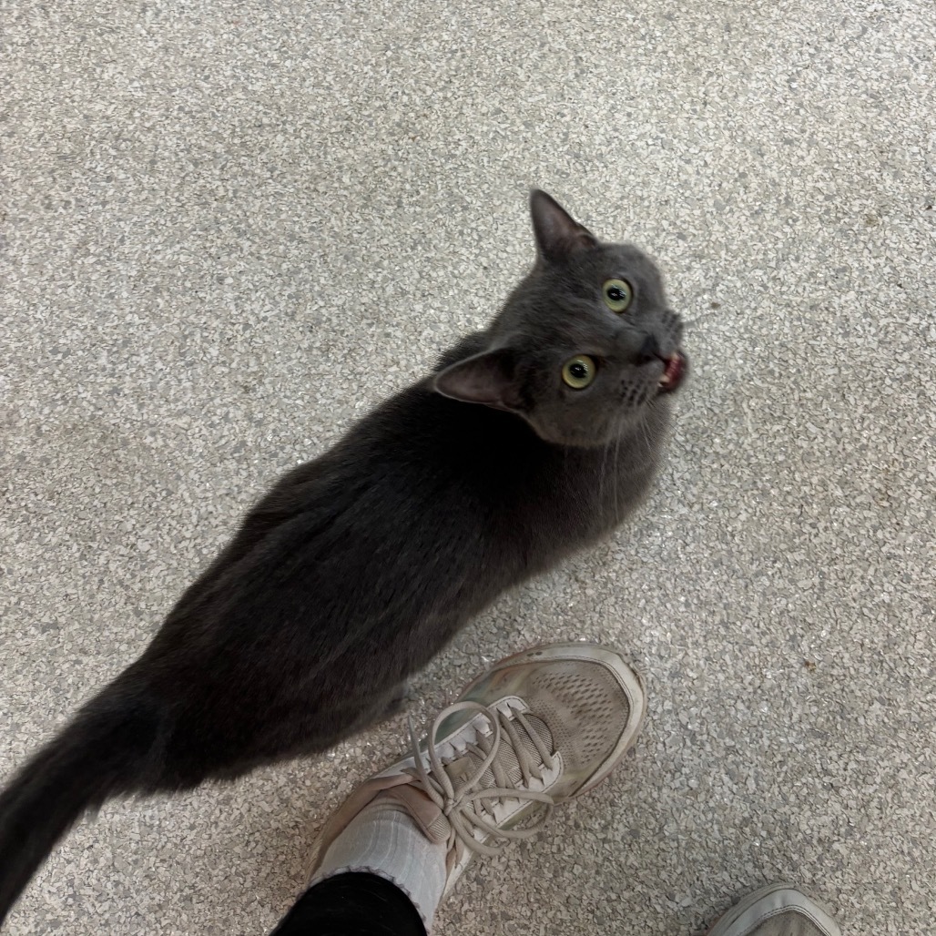Emory, an adoptable Domestic Short Hair, Russian Blue in Mount Juliet, TN, 37122 | Photo Image 4
