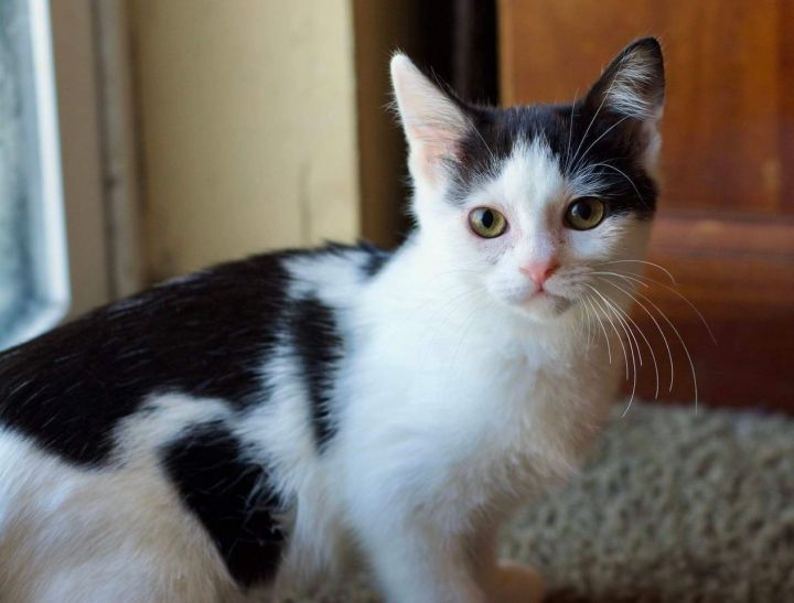 Mouse, an adoptable Domestic Short Hair Mix in Springfield, MO_image-2