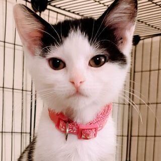 Mouse, an adoptable Domestic Short Hair Mix in Springfield, MO_image-3