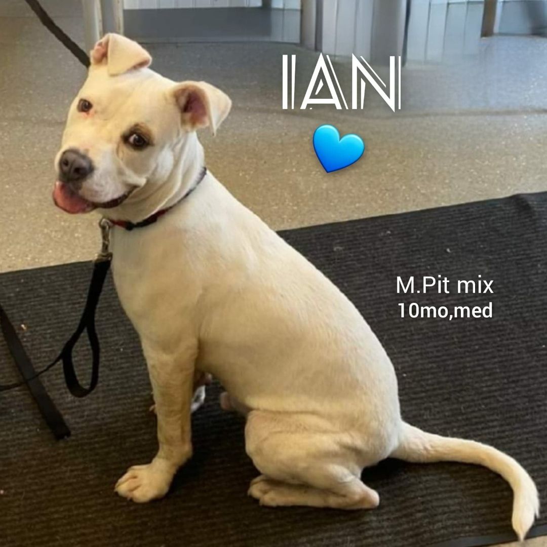 Ian