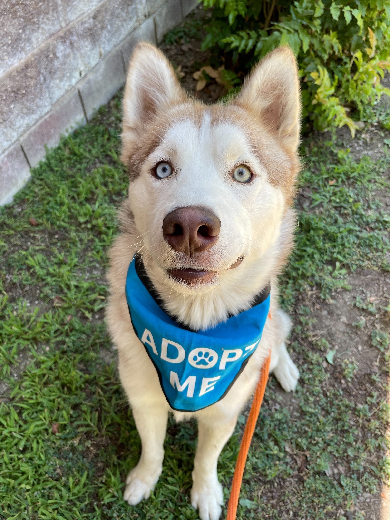 Koda