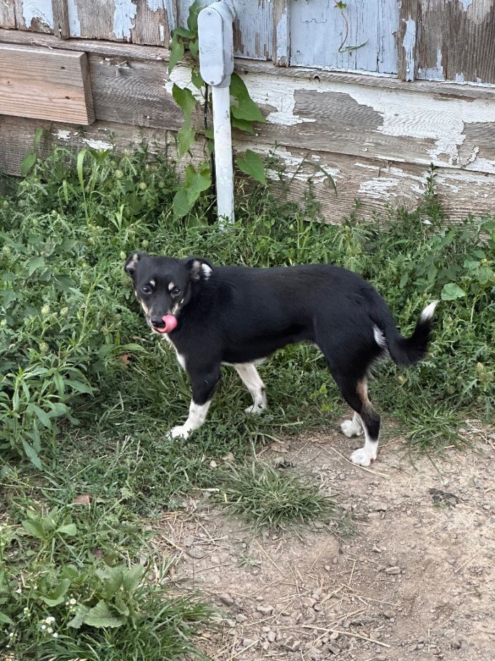 Greenfield jack hot sale russell puppies