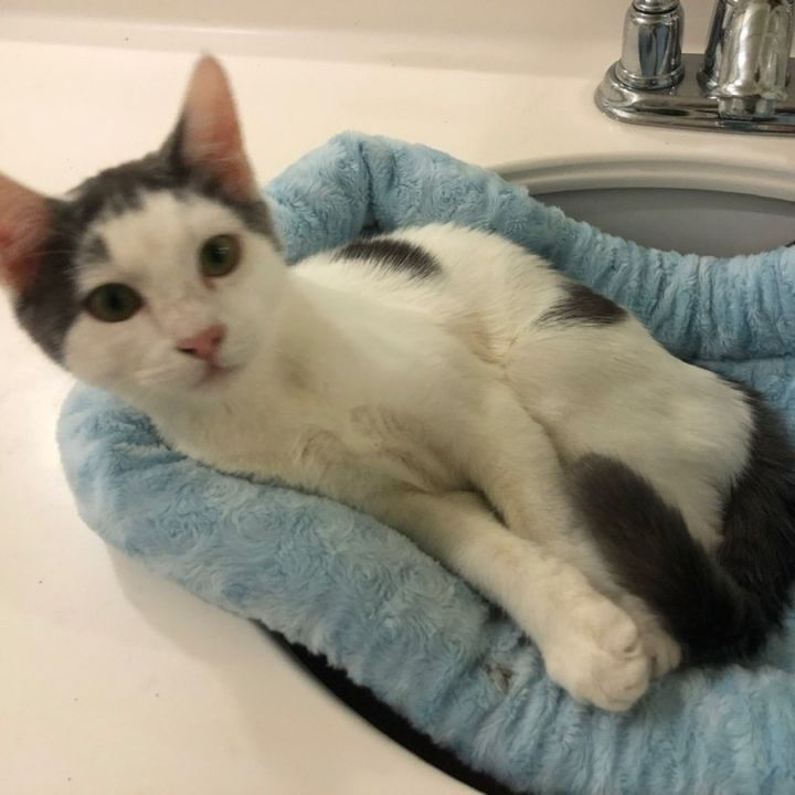 Moony, an adoptable Turkish Van & American Shorthair Mix in Mission Viejo, CA_image-1