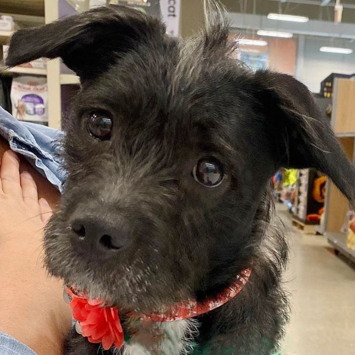 Roxie, an adoptable Terrier Mix in Oklahoma City, OK_image-1