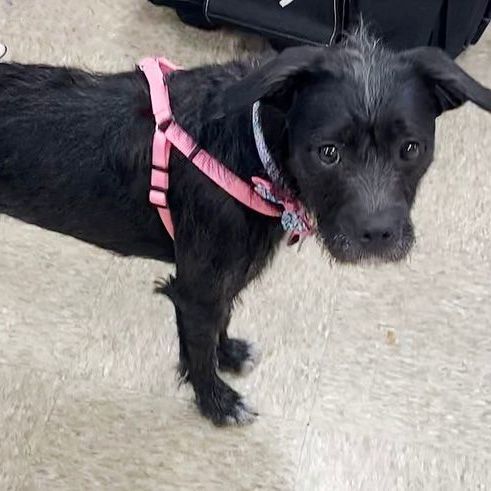 Roxie, an adoptable Terrier Mix in Oklahoma City, OK_image-3