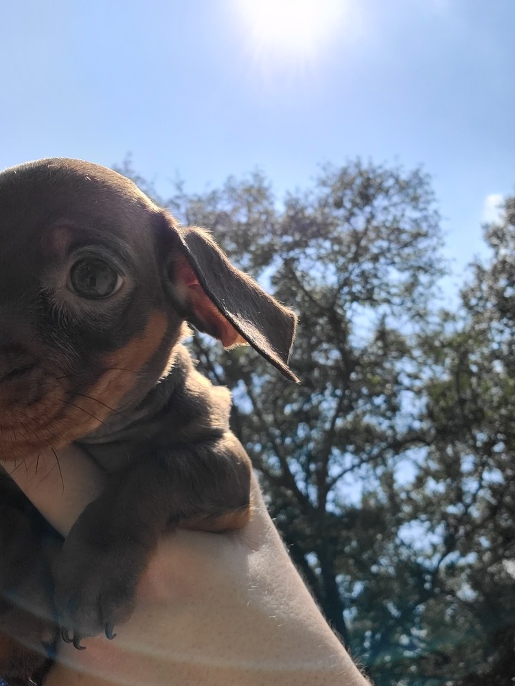 Dachshund 1 and 2