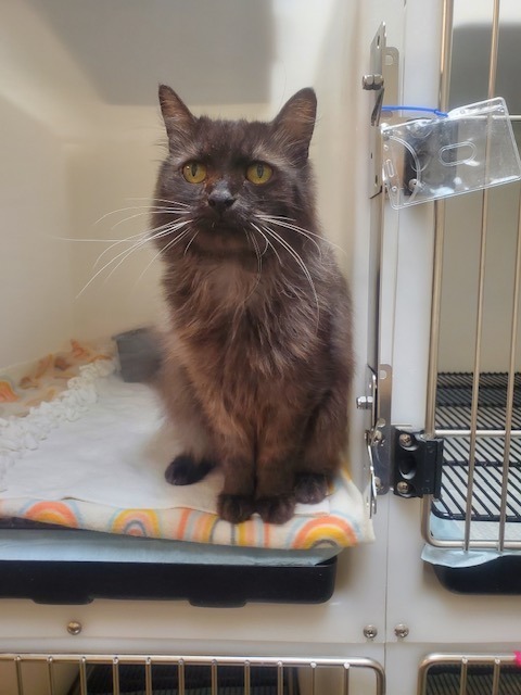Lady, an adoptable Domestic Long Hair in Blountville, TN, 37617 | Photo Image 2