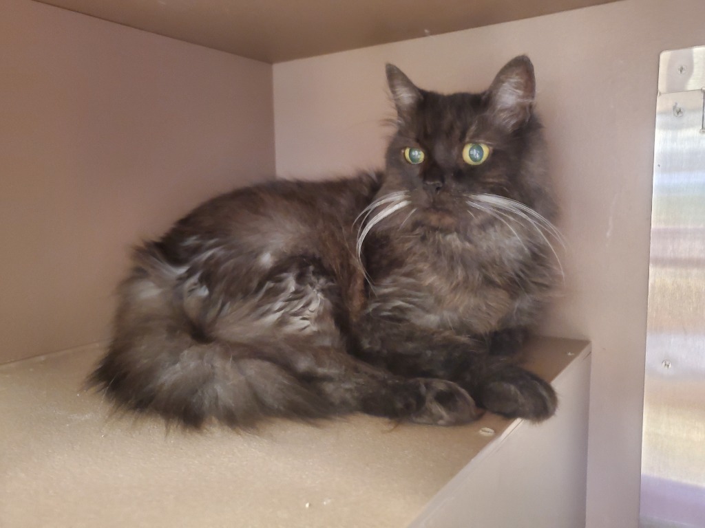 Lady, an adoptable Domestic Long Hair in Blountville, TN, 37617 | Photo Image 3