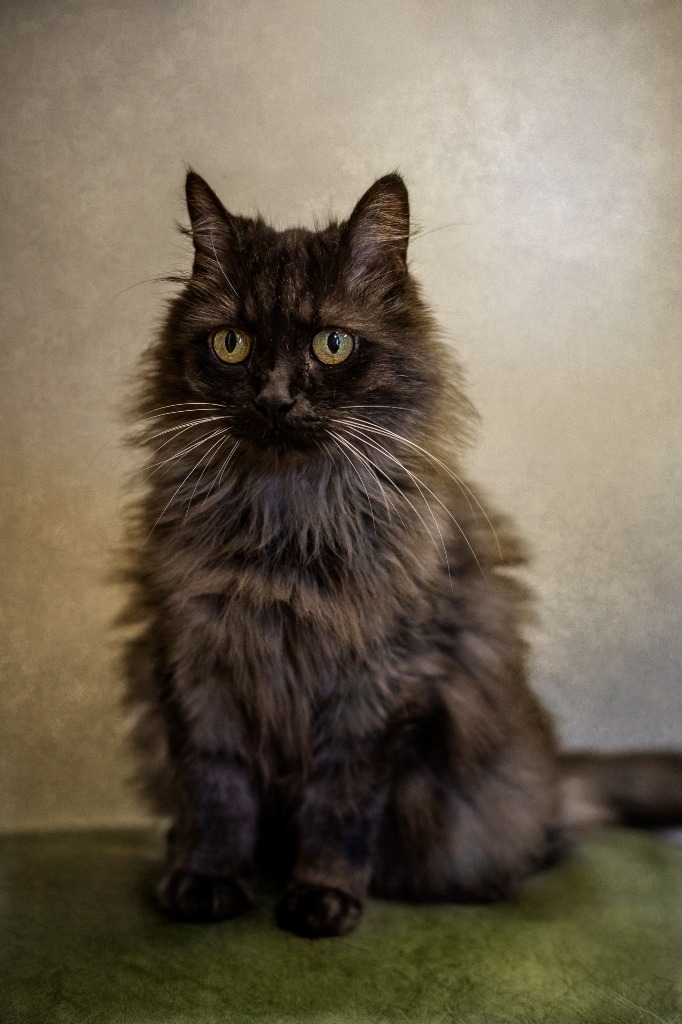 Lady, an adoptable Domestic Long Hair in Blountville, TN, 37617 | Photo Image 4