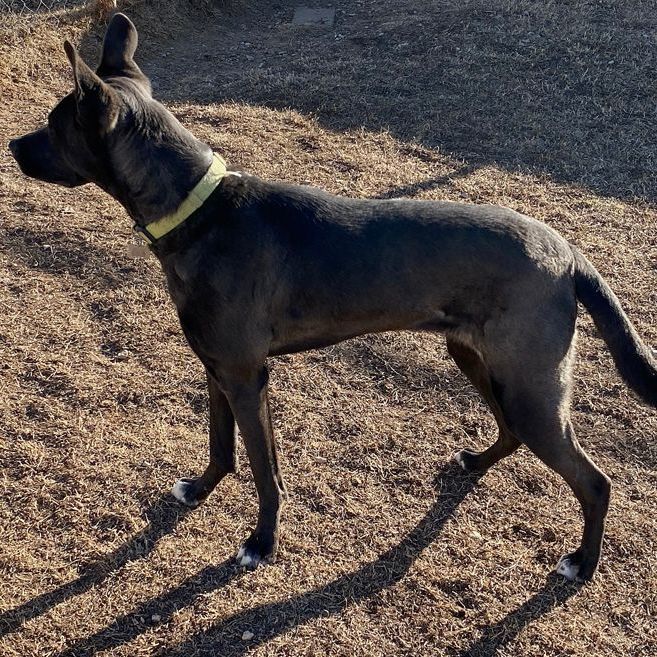 Great dane best sale and shepherd mix