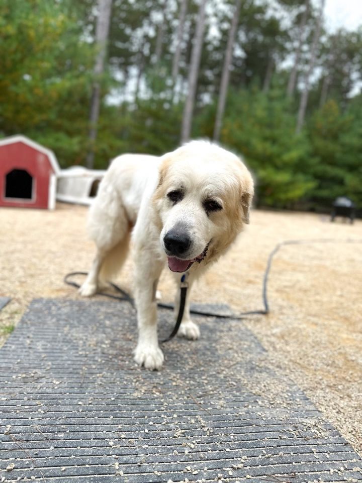 Flynn, an adoptable Great Pyrenees in Neshkoro, WI_image-4
