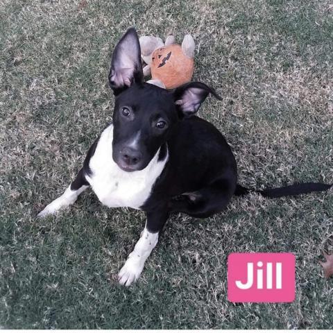 Jill