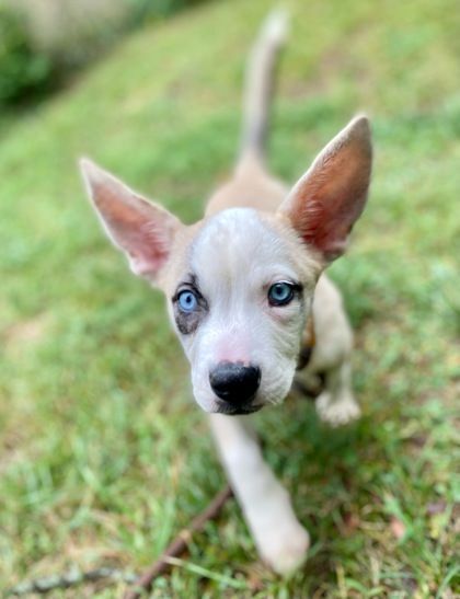 Sky, an adoptable Mixed Breed in Mishawaka, IN, 46545 | Photo Image 4