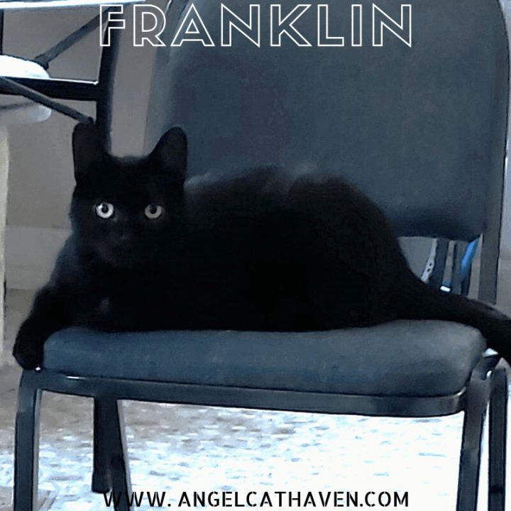 Franklin, an adoptable Domestic Short Hair in Plainville, MA_image-1
