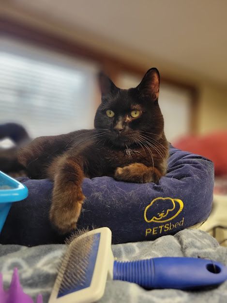 Franklin, an adoptable Domestic Short Hair in Plainville, MA_image-3