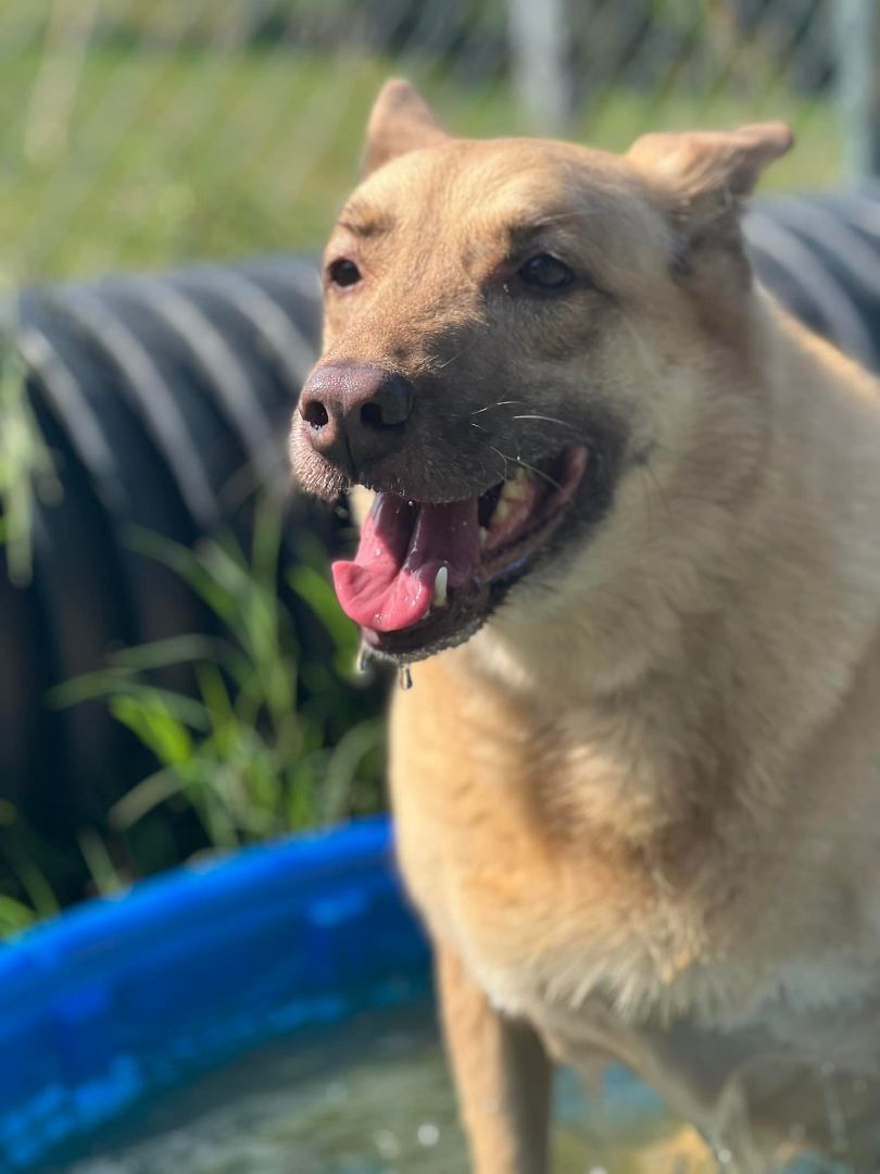 Taya, an adoptable Shepherd in Mishawaka, IN, 46545 | Photo Image 3