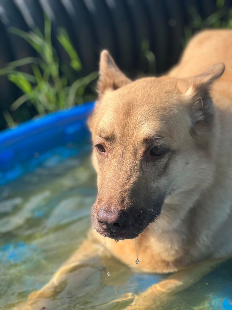 Taya, an adoptable Shepherd in Mishawaka, IN, 46545 | Photo Image 3