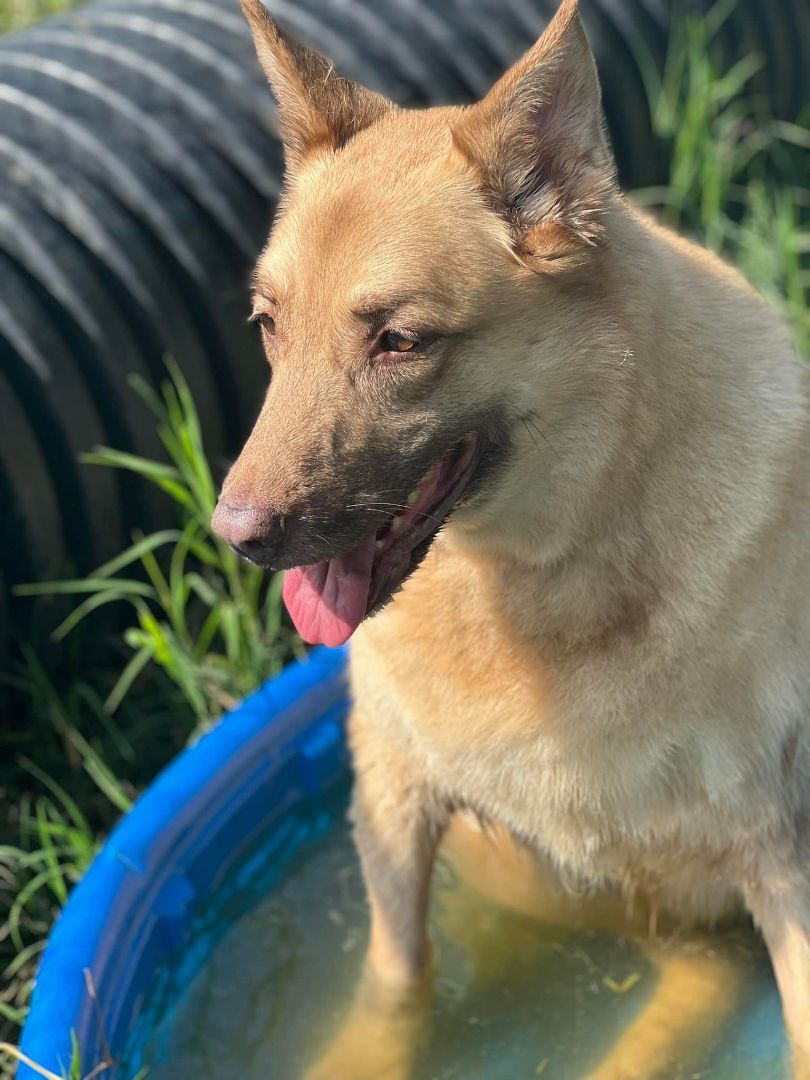 Taya, an adoptable Shepherd in Mishawaka, IN, 46545 | Photo Image 4