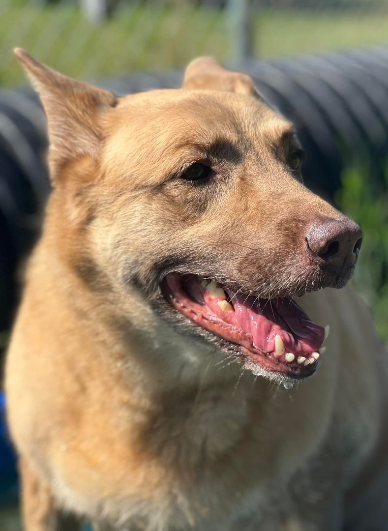 Taya, an adoptable Shepherd in Mishawaka, IN, 46545 | Photo Image 8