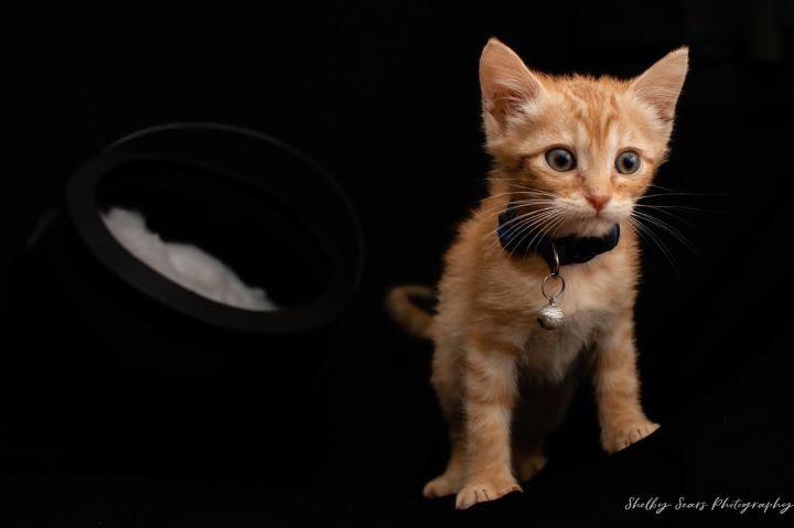 Dustin , an adoptable Domestic Short Hair Mix in Springfield, MO_image-2