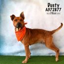 DUSTY's profile on Petfinder.com