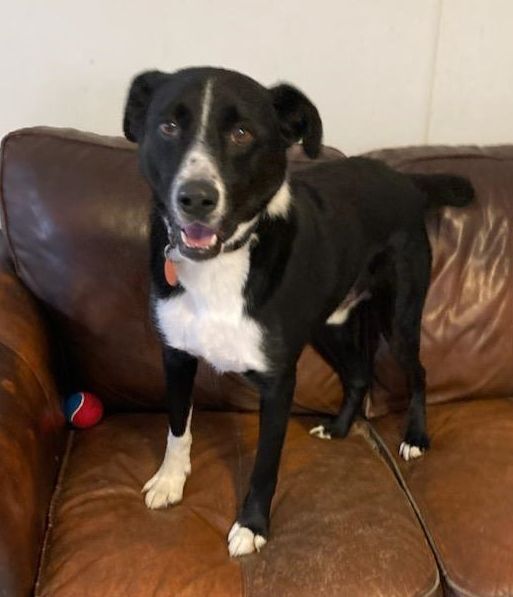 Archie, an adoptable Border Collie Mix in Traverse City, MI_image-3