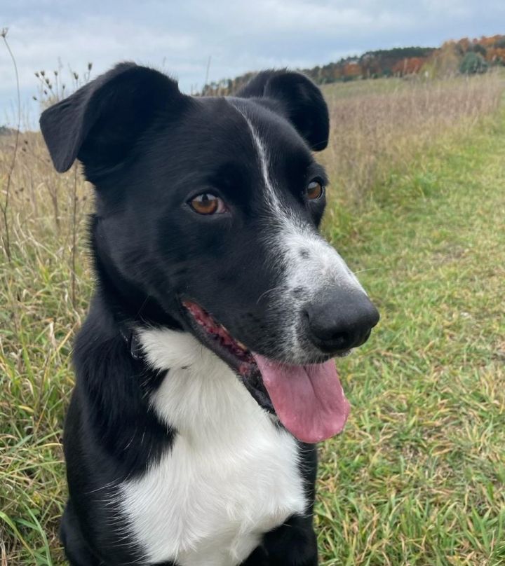 Archie, an adoptable Border Collie Mix in Traverse City, MI_image-1