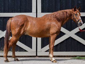 LeBeaux, an adoptable Warmblood in Nicholasville, KY_image-2