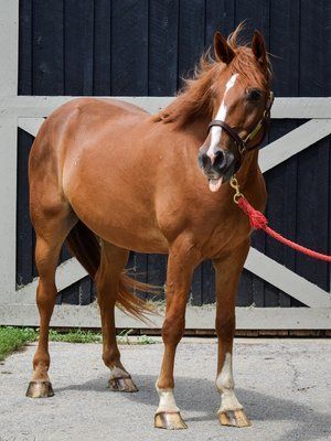 LeBeaux, an adoptable Warmblood in Nicholasville, KY_image-4