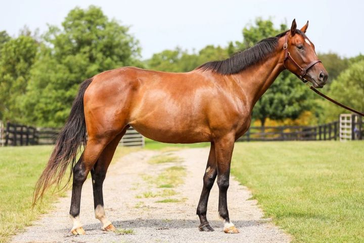 Livethedream, an adoptable Thoroughbred in Nicholasville, KY_image-3