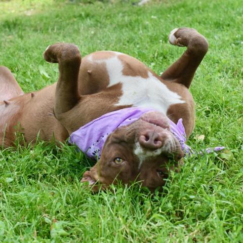 Allie, an adoptable Pit Bull Terrier in Deerfield, IL, 60015 | Photo Image 1