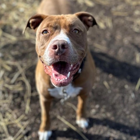 Allie, an adoptable Pit Bull Terrier in Deerfield, IL, 60015 | Photo Image 3