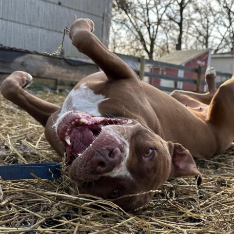 Allie, an adoptable Pit Bull Terrier in Deerfield, IL, 60015 | Photo Image 4