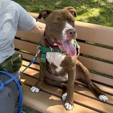 Allie, an adoptable Pit Bull Terrier in Deerfield, IL, 60015 | Photo Image 5