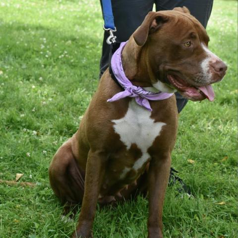 Allie, an adoptable Pit Bull Terrier in Deerfield, IL, 60015 | Photo Image 6