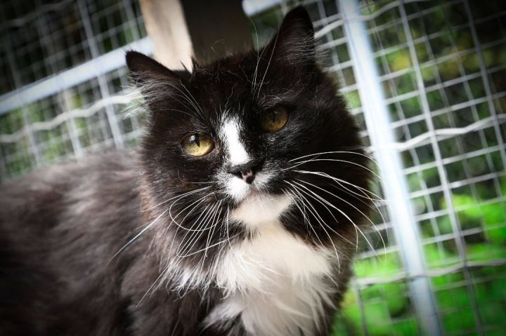 Jude Paw, an adoptable Domestic Long Hair in Maple Ridge, BC_image-2