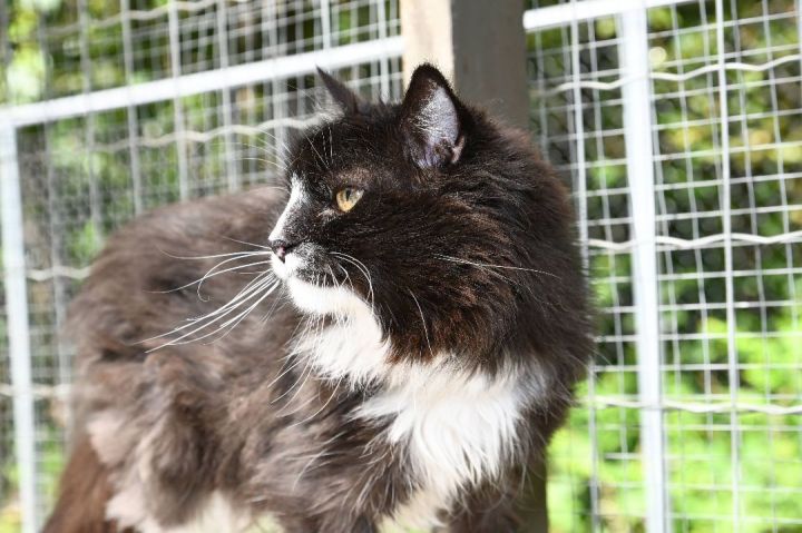 Jude Paw, an adoptable Domestic Long Hair in Maple Ridge, BC_image-4