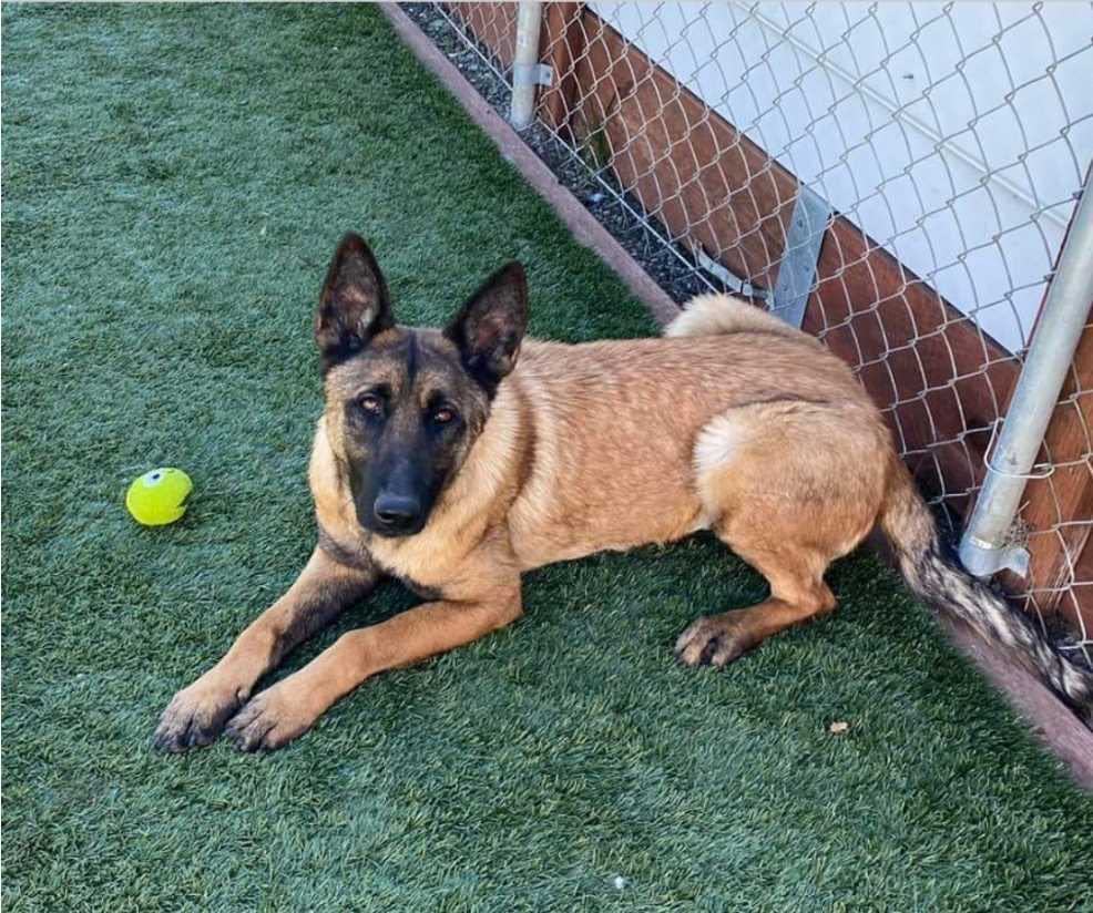 Odette -  Our active Malinois 