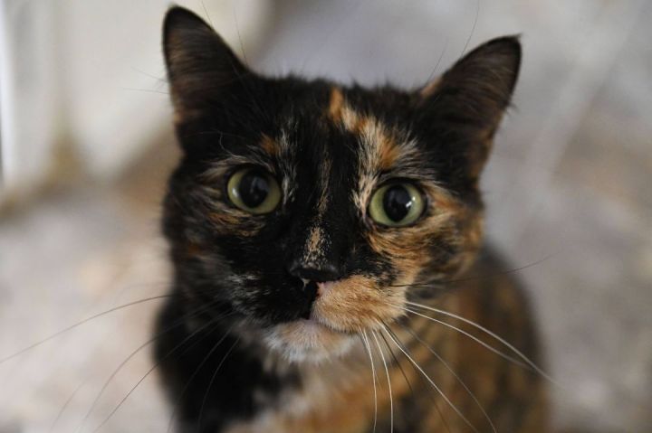 Feather, an adopted Tortoiseshell in Maple Ridge, BC_image-3