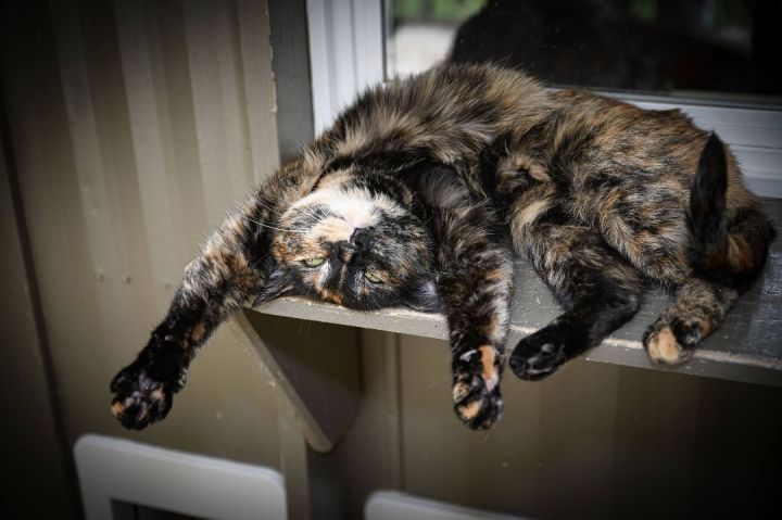 Feather, an adopted Tortoiseshell in Maple Ridge, BC_image-5