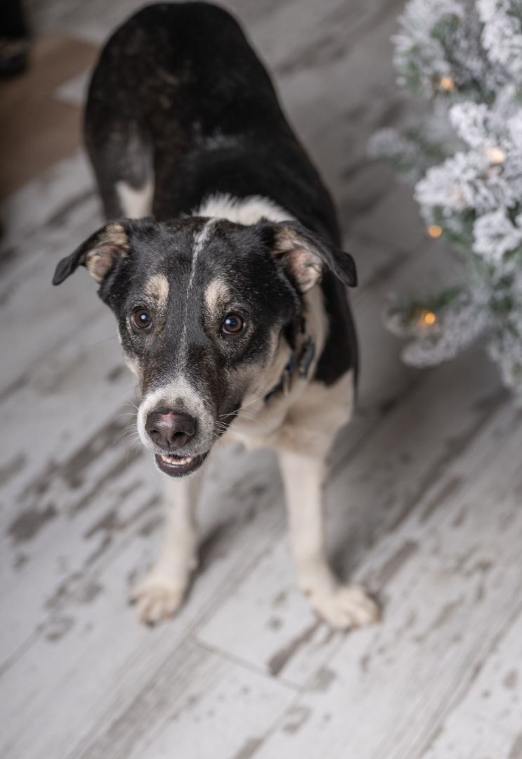 Panda, fostered in Brussels, an adoptable Mixed Breed, Labrador Retriever in Lucknow, ON, N0G 2H0 | Photo Image 2
