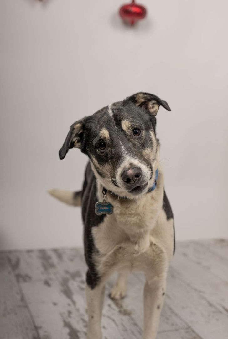 Panda, fostered in Brussels, an adoptable Mixed Breed, Labrador Retriever in Lucknow, ON, N0G 2H0 | Photo Image 4