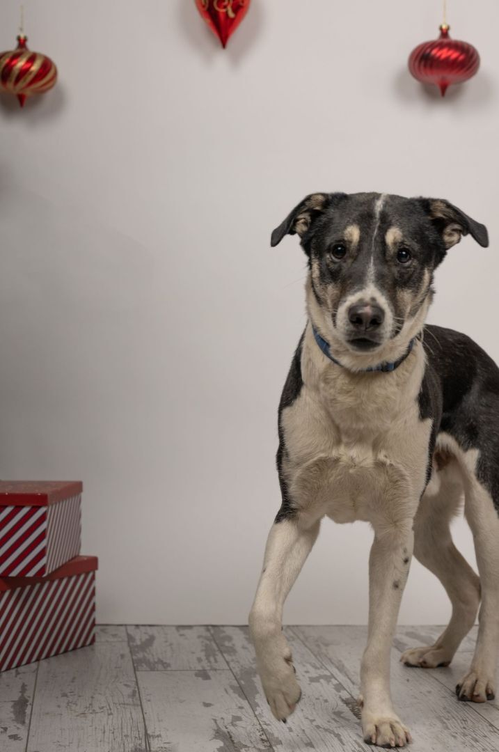 Panda, fostered in Brussels, an adoptable Mixed Breed, Labrador Retriever in Lucknow, ON, N0G 2H0 | Photo Image 5