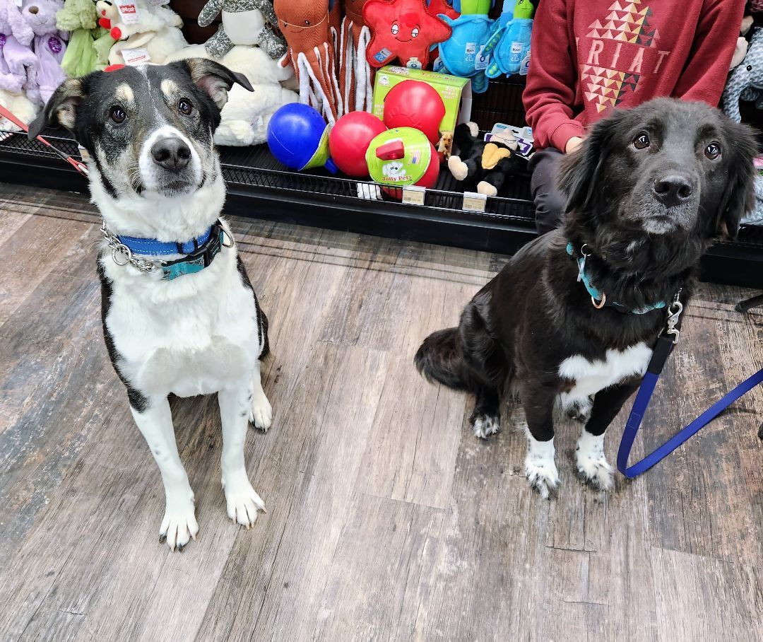 Panda, fostered in Brussels, an adoptable Mixed Breed, Labrador Retriever in Lucknow, ON, N0G 2H0 | Photo Image 6