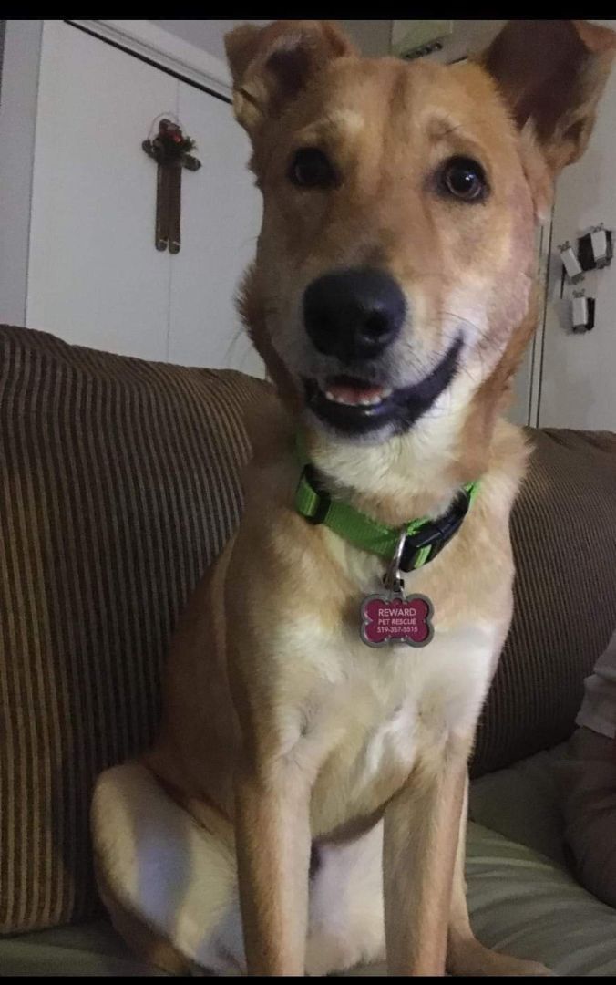 Buddy, requires fenced yard, an adoptable Mixed Breed in Lucknow, ON, N0G 2H0 | Photo Image 2