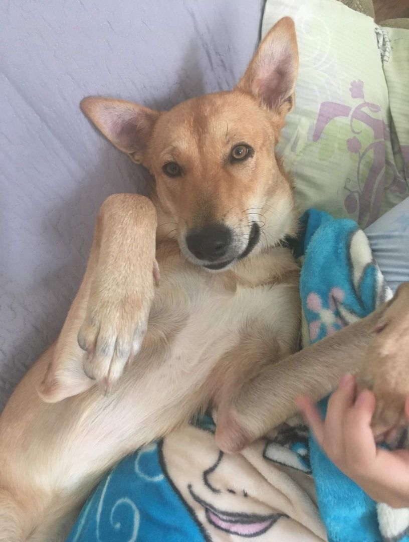 Buddy, requires fenced yard, an adoptable Mixed Breed in Lucknow, ON, N0G 2H0 | Photo Image 3