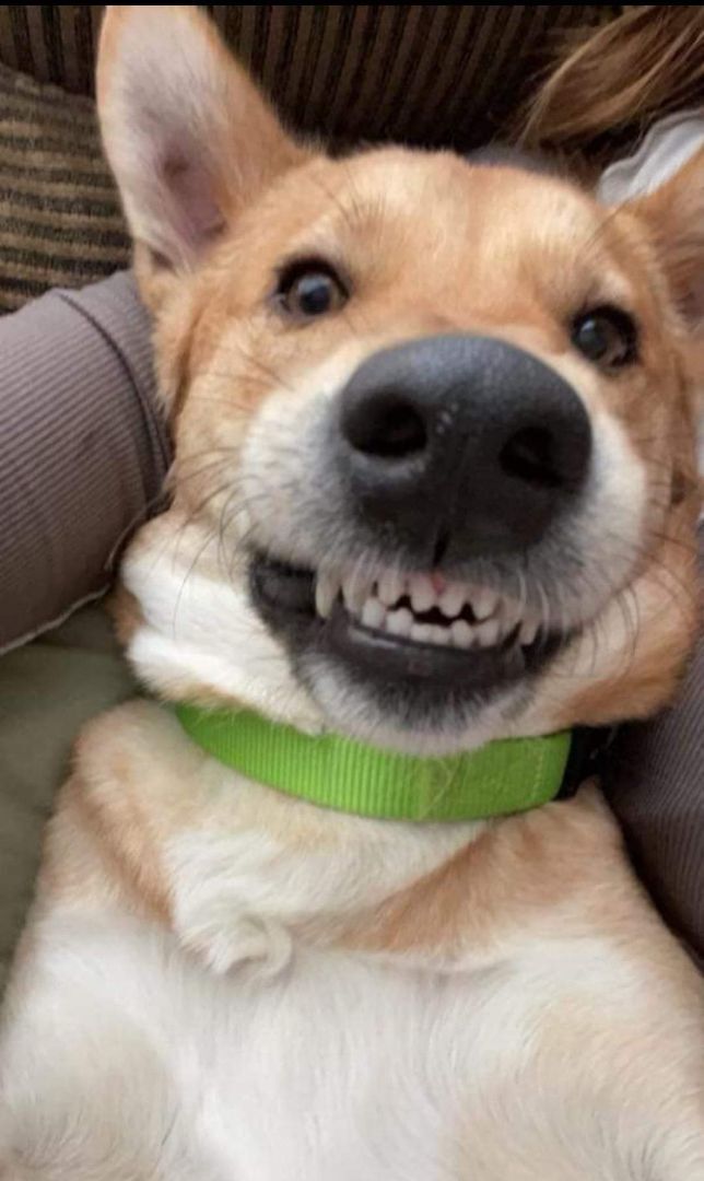 Buddy, requires fenced yard, an adoptable Mixed Breed in Lucknow, ON, N0G 2H0 | Photo Image 1