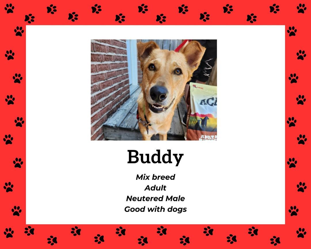 Buddy, requires fenced yard, an adoptable Mixed Breed in Lucknow, ON, N0G 2H0 | Photo Image 4